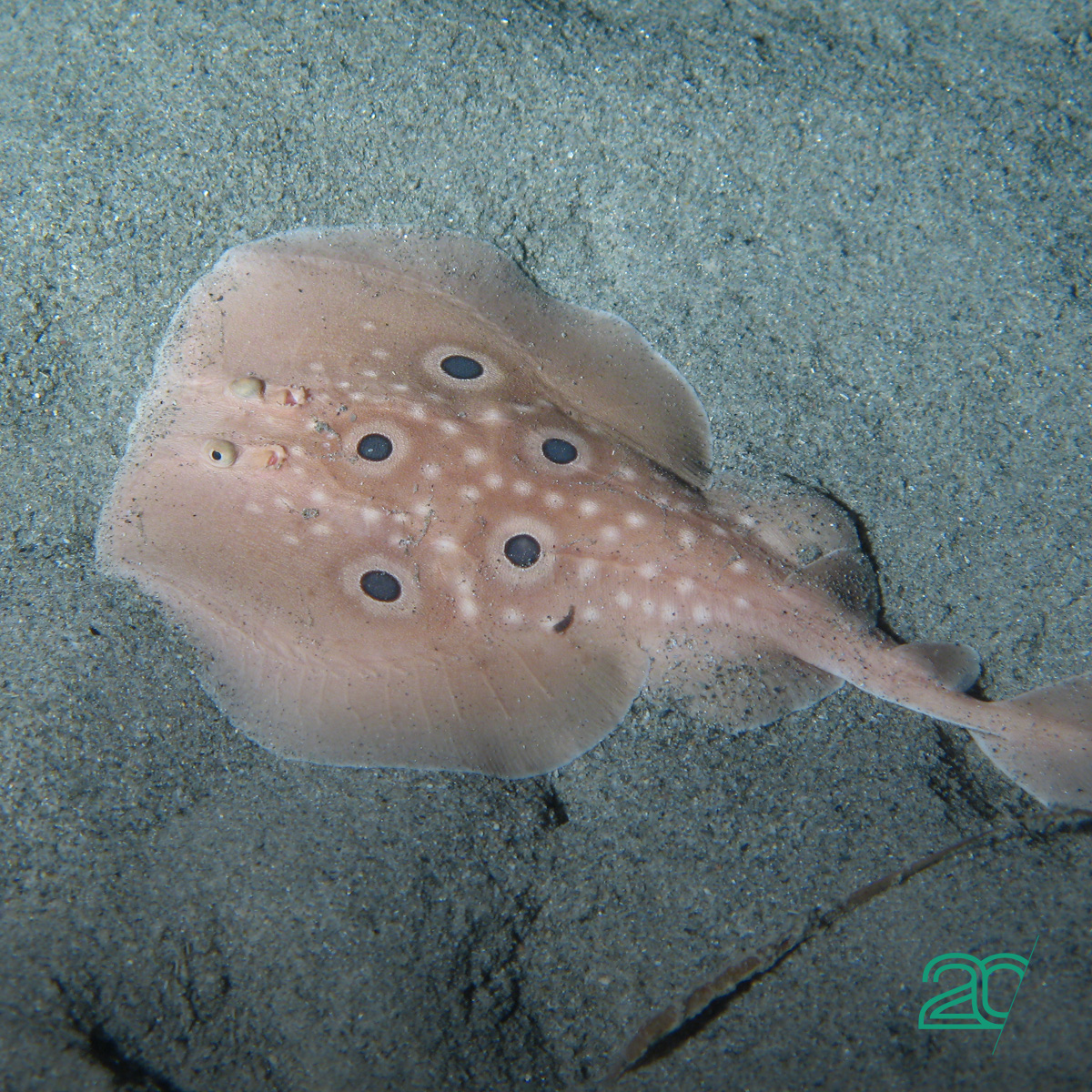 The Evolution Of EMS: From EMS Training Machine To Suit