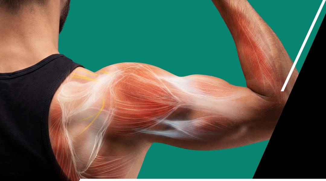 What Is EMS Training in Australia? Benefits for Fitness and Muscle Recovery